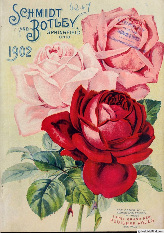 'Atlas (hybrid tea, Hill, 1902)' rose photo
