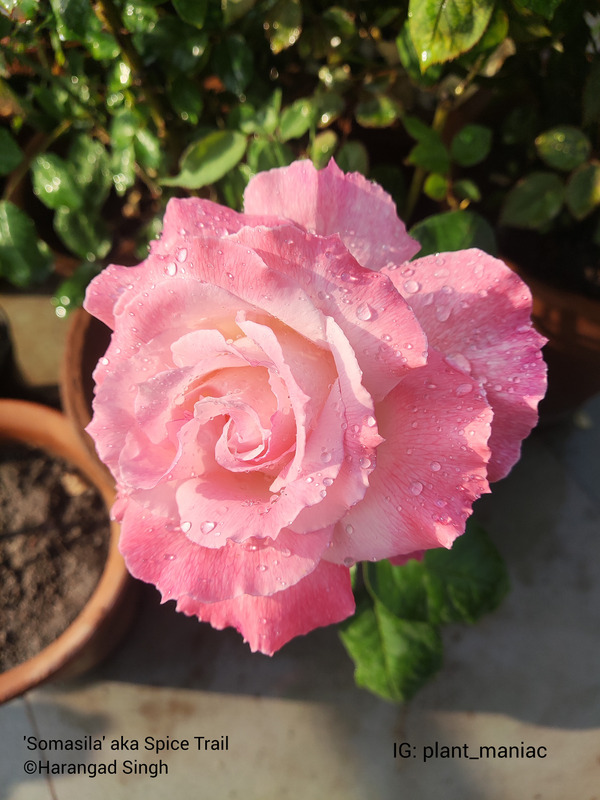 'Somasila' rose photo