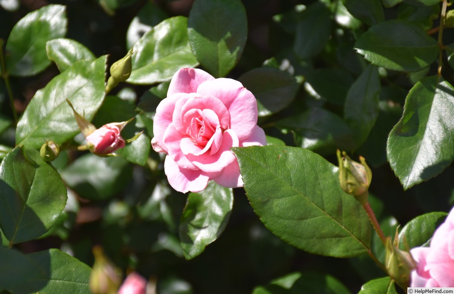 'Aussie Magic' rose photo