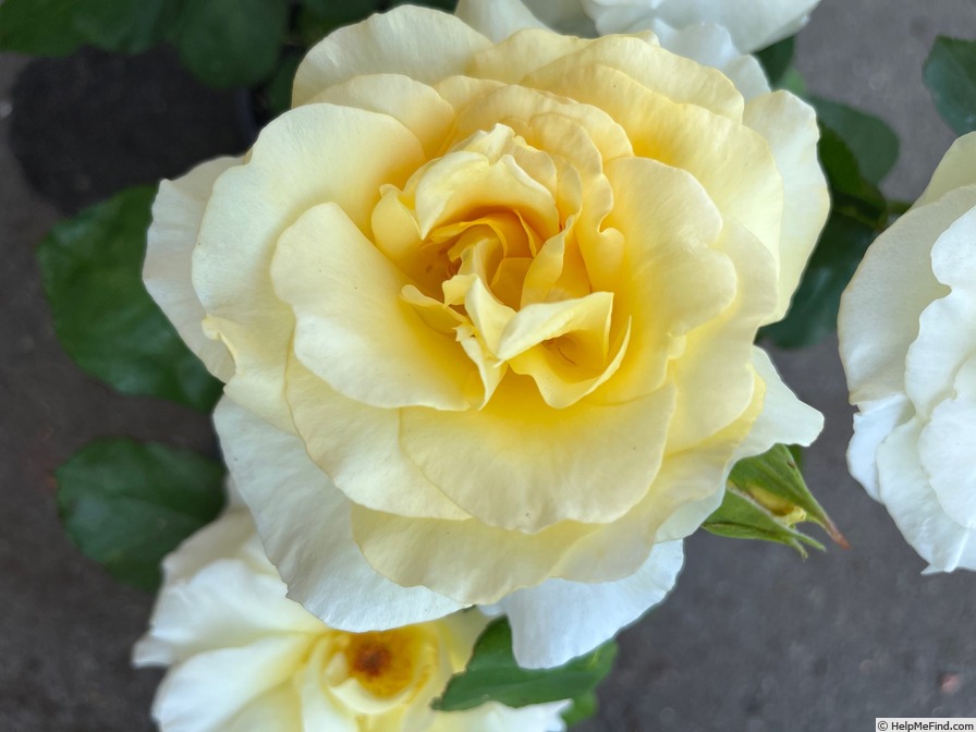 'Gary Karr' rose photo