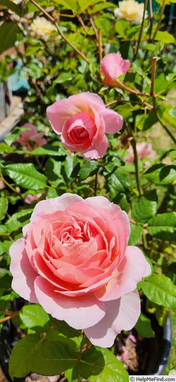 'Heidi's Wedding Rose' rose photo