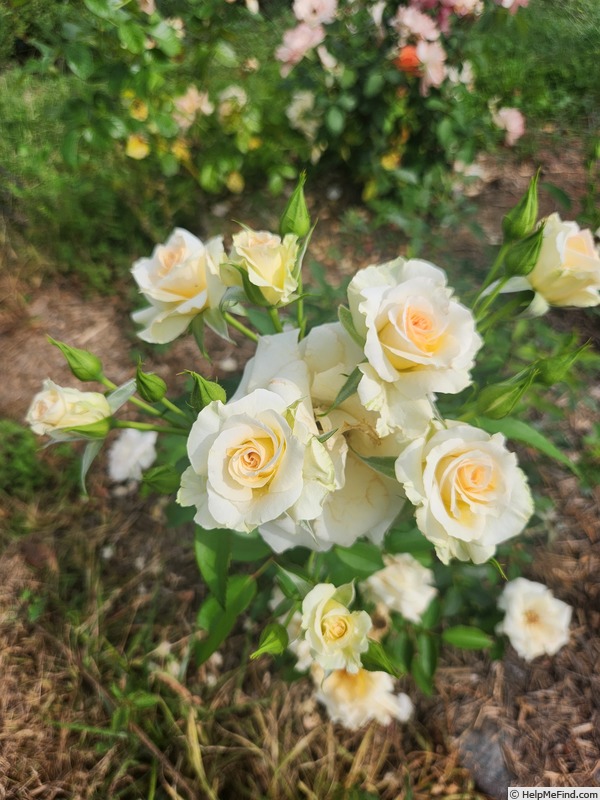 'Custard Cream' rose photo