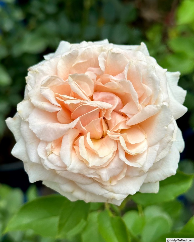 'Alaiza' rose photo