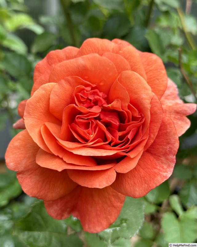 'Foxy Lady (floribunda, Jalbert 2015)' rose photo