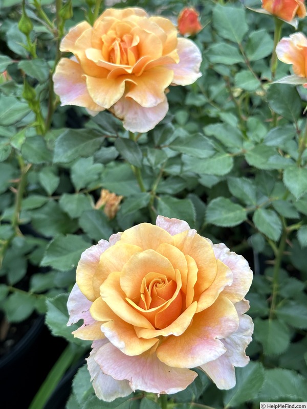 'Glowing Inspiration' rose photo