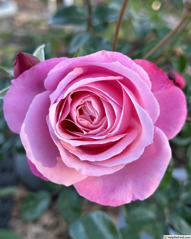 'William P.J. McCarthy' rose photo