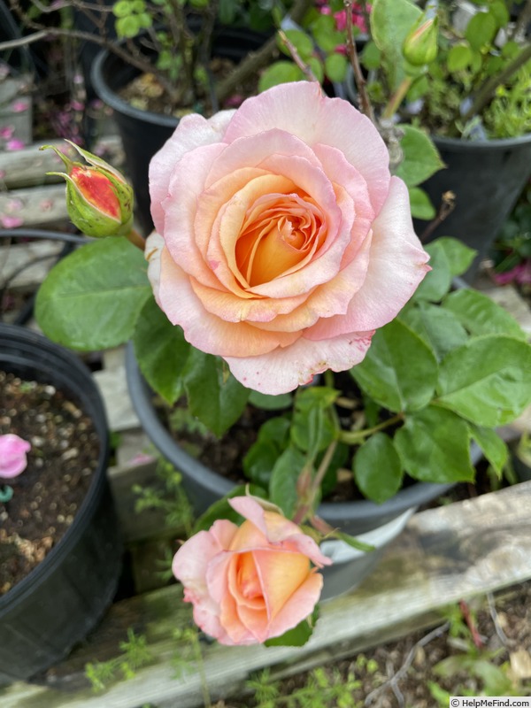 'Della Balfour (Large Flowered Climber, Harkness, 1994)' rose photo