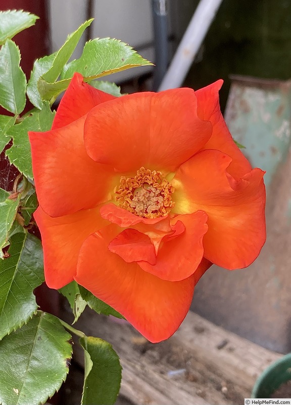 'Afrikaans' rose photo