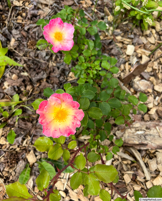 'Watercolors Home Run' rose photo