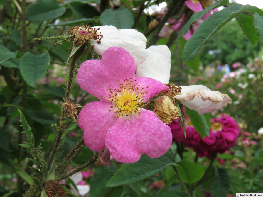 '<I>Rosa centifolia</I> var. <I>muscosa</I> Ser. 'Simplex'' rose photo