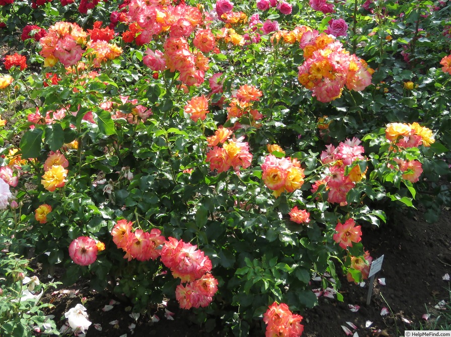 'Bonanza ® (shrub, Kordes before 1981)' rose photo
