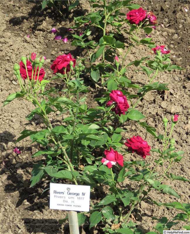 'Rivers' George IV' rose photo