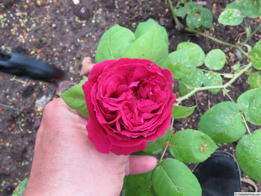 'Dr. Bretonneau' rose photo