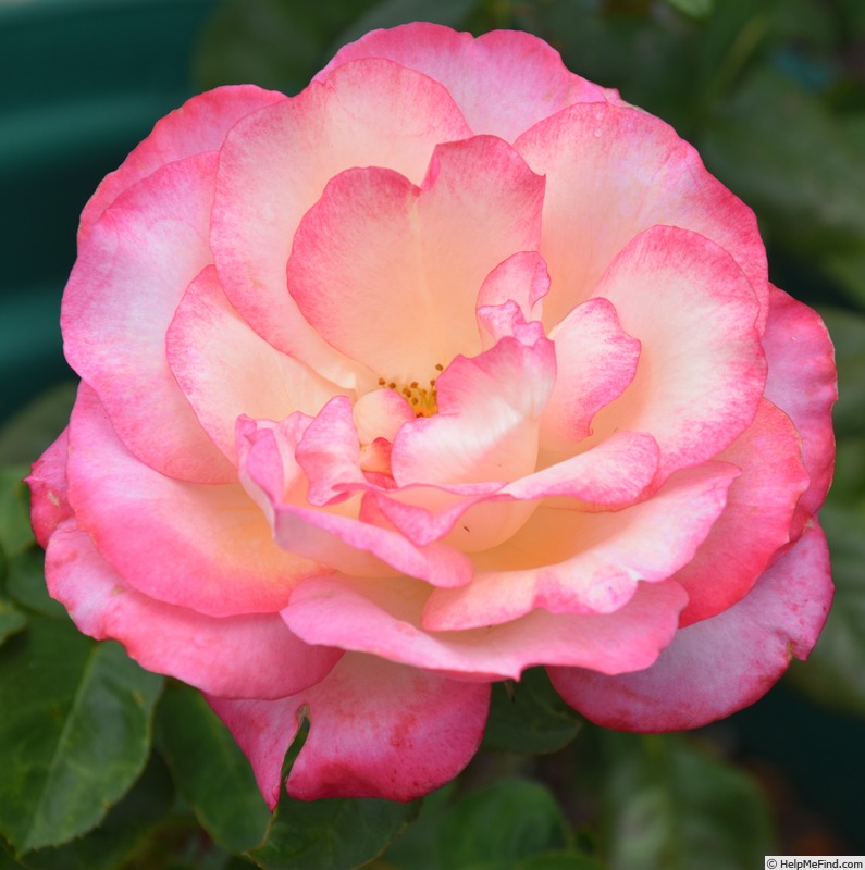 'Love's Gift' rose photo