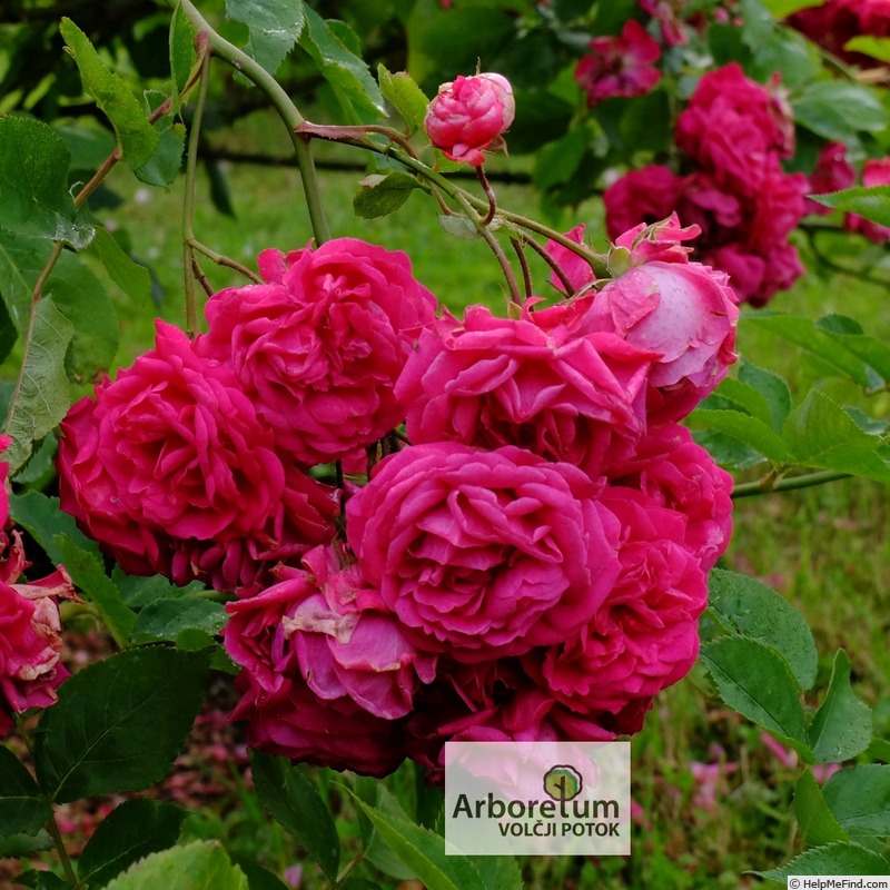 'Geschwinds Schönste' rose photo