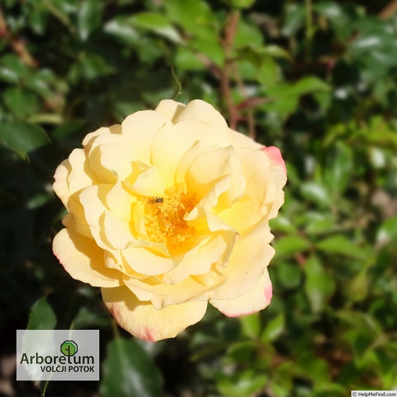 'Candela ® (shrub, Evers, 2008/16)' rose photo