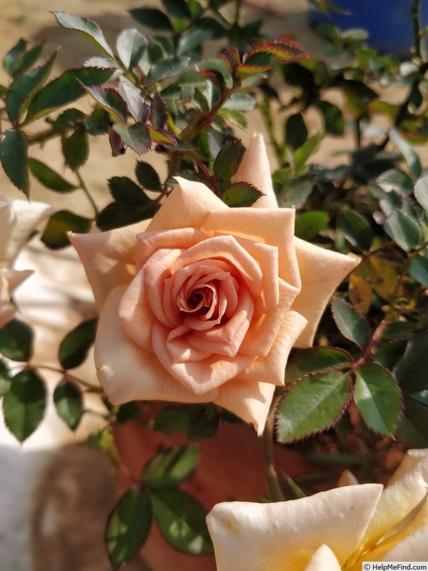 'Jean Kenneally' rose photo