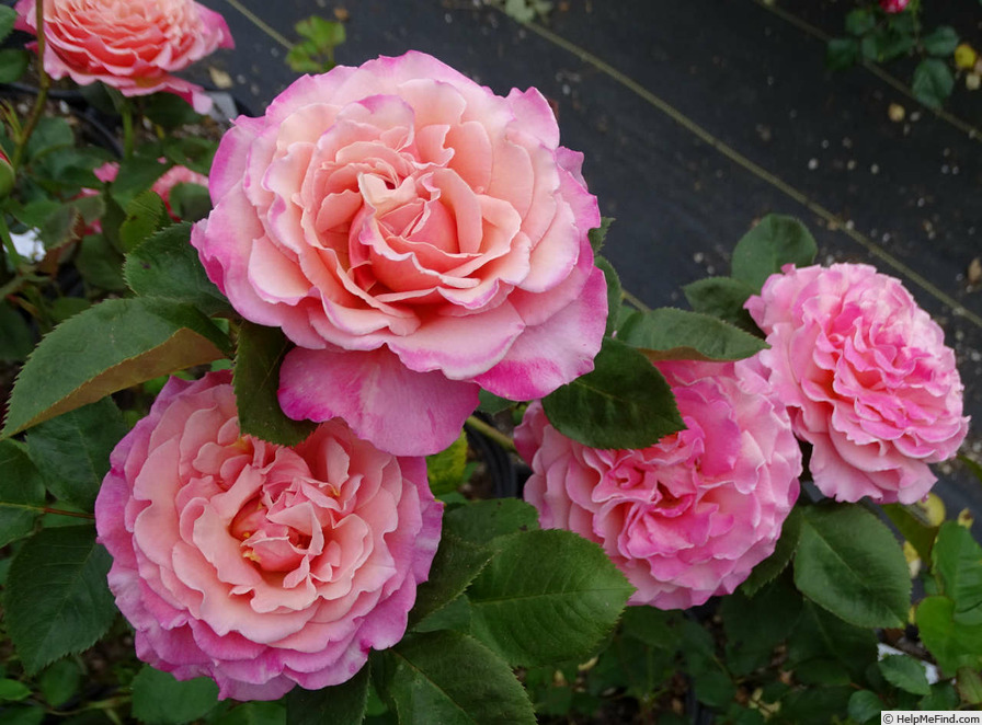 'Almondeen' rose photo