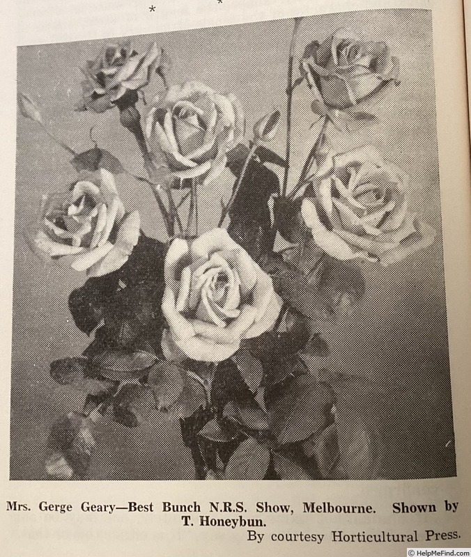 'Mrs. George Geary' rose photo
