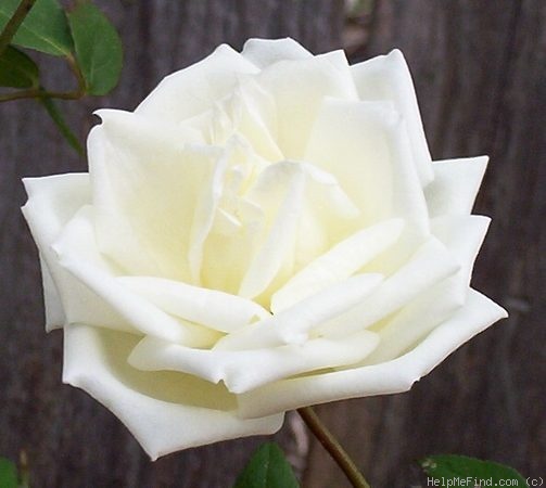 'Ducher' rose photo