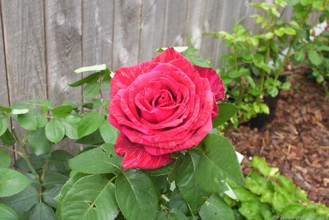 'Red Intuition' rose photo