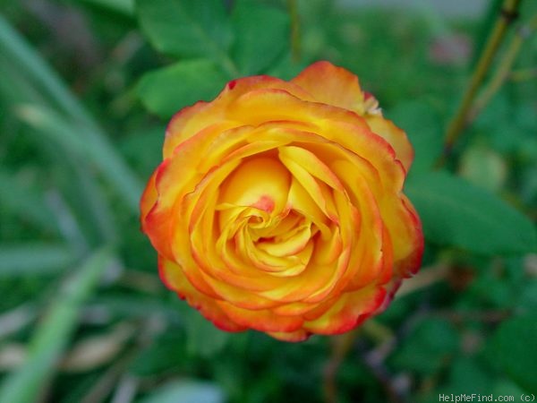 'Tequila Sunrise' rose photo