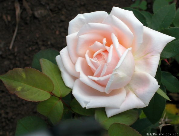 'Break o' Day (hybrid tea, Brownell, 1939)' rose photo