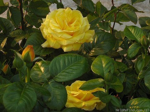 'Toprose' rose photo