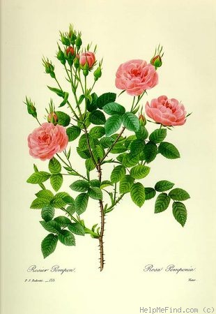'Rosier Pompon' rose photo