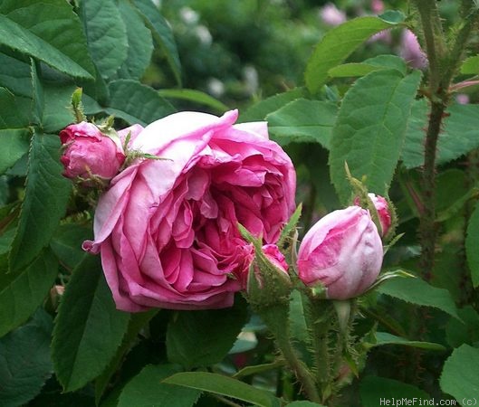 'Madame William Paul (mossy perpetual, Moreau-Robert, 1869)' rose photo