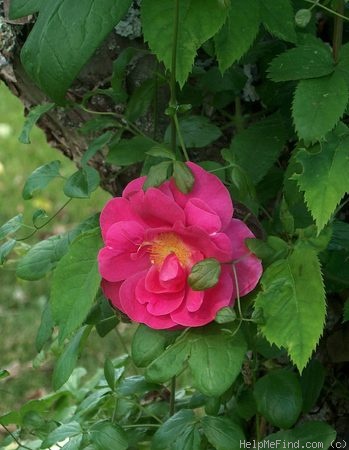 'Lowe's Eglantine' rose photo