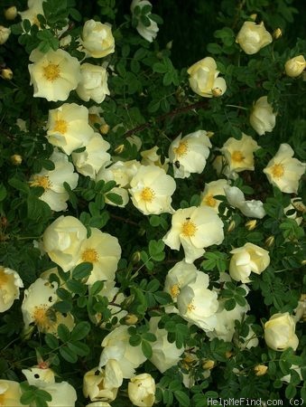 'Cantabrigiensis' rose photo