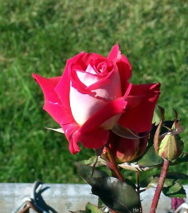 'Love (grandiflora, Warriner, 1977)' rose photo