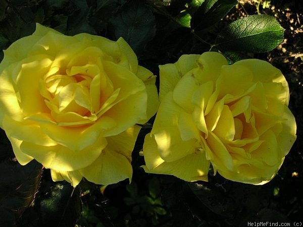 'KORresia' rose photo