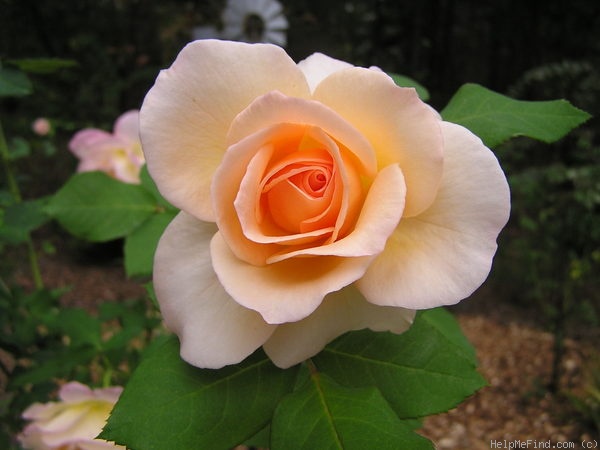 'Apricot Nectar' rose photo