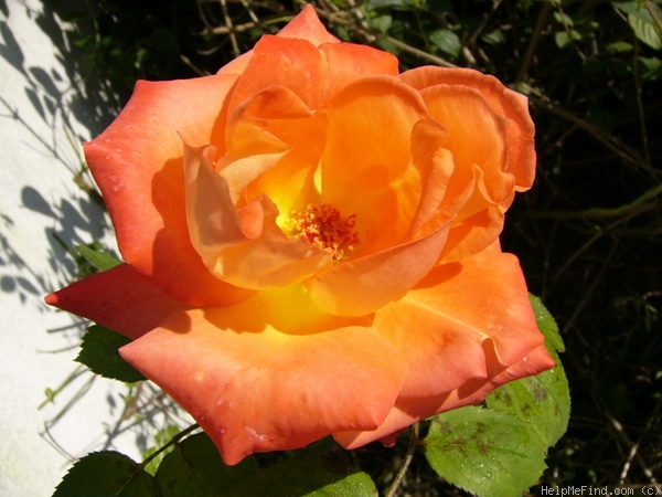 'France Libre ®' rose photo