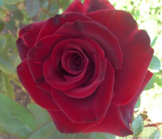 'Black Magic ® (hybrid tea, Evers/Tantau, 1995)' rose photo