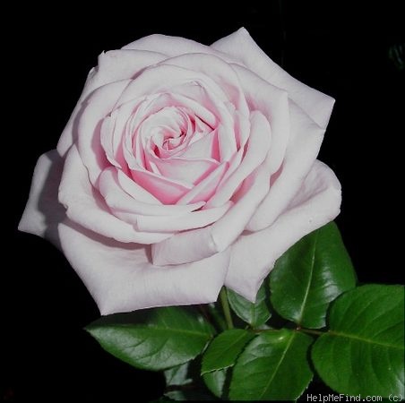 'Royal Highness' rose photo