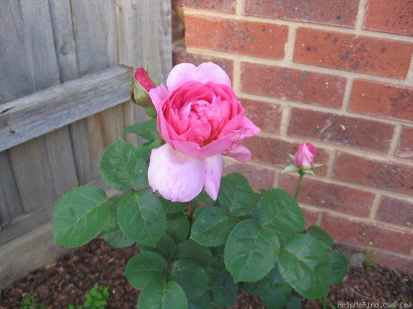 'Sir Walter Raleigh ® (shrub, Austin, 1985)' rose photo