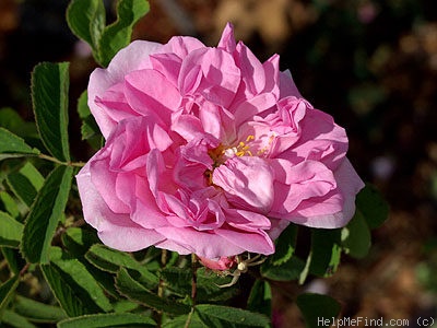 'R. damascena' rose photo