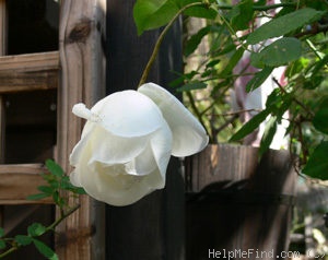 'Niphetos' rose photo