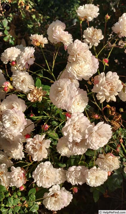 'White Pet' rose photo