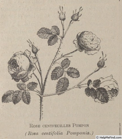 '<i>Rosa X centifolia</i> var. <i>pomponia</i> 'De Meaux'' rose photo