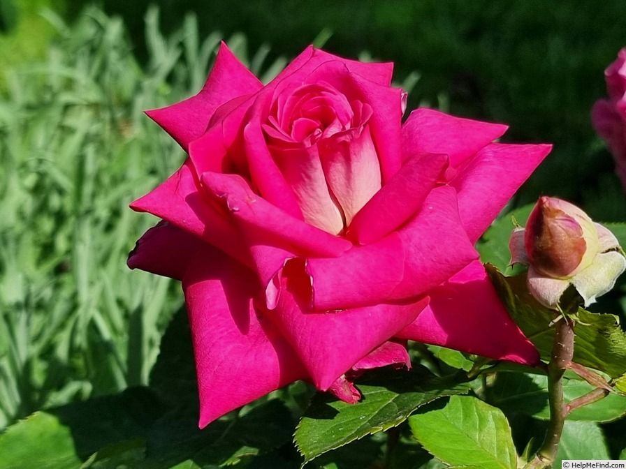 'Acapella ® (hybrid tea, Evers/Tantau, 1994)' rose photo