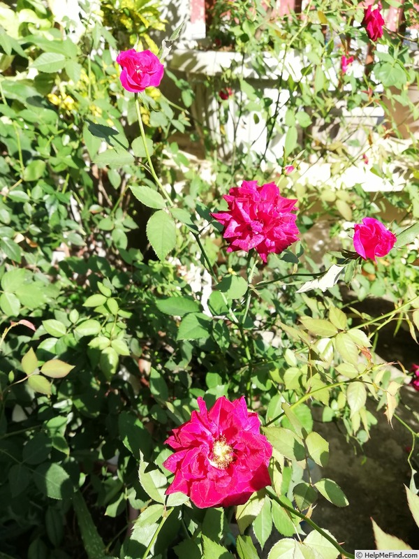 'Slater's Crimson China' rose photo