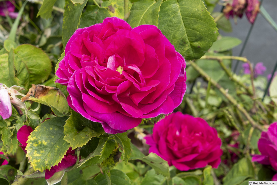 'Alexis Lepère (Hybrid Perpetual, Vigneron, 1875)' rose photo