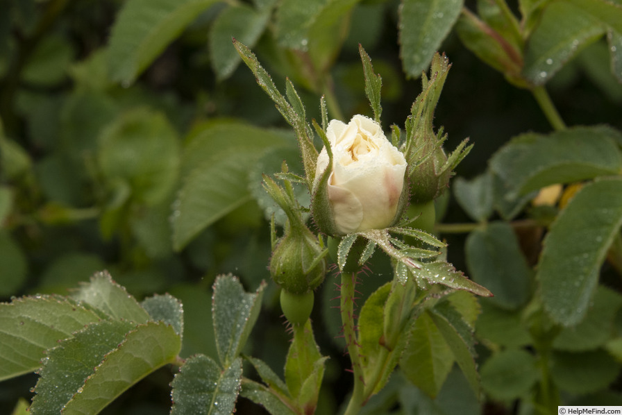 'Alba Foliacea' rose photo