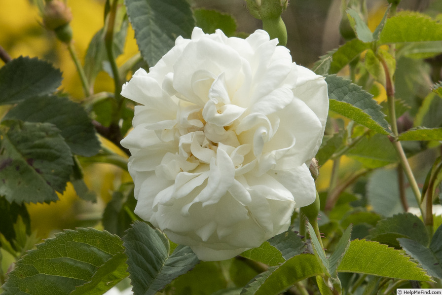 'Alba Foliacea' rose photo