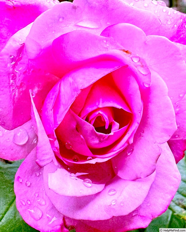 'Purple Fragrancia ™' rose photo