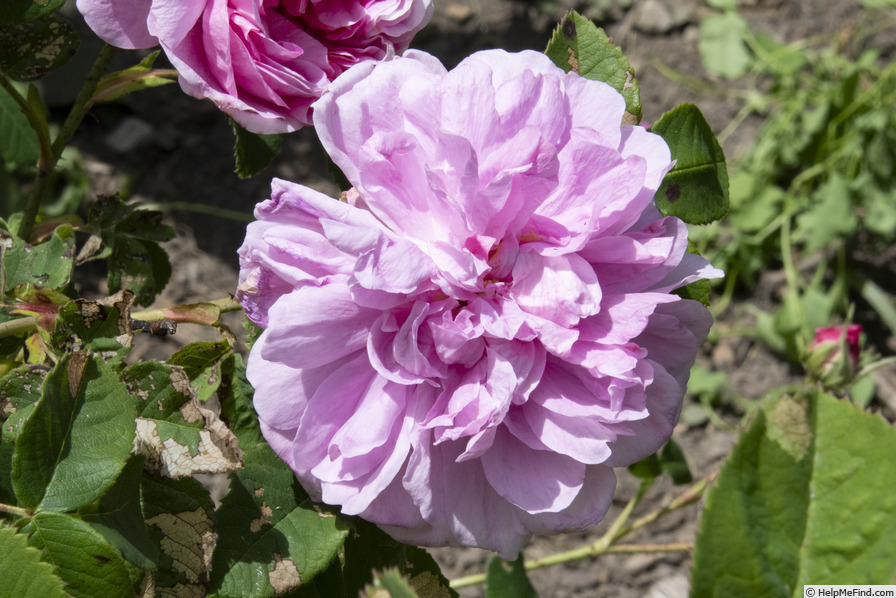 'Bouquet de Vénus' rose photo